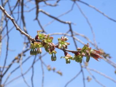 御衣黄桜