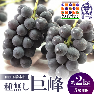 【2026年夏発送】種無し巨峰 約2kg(5房前後) 来季分先行受付