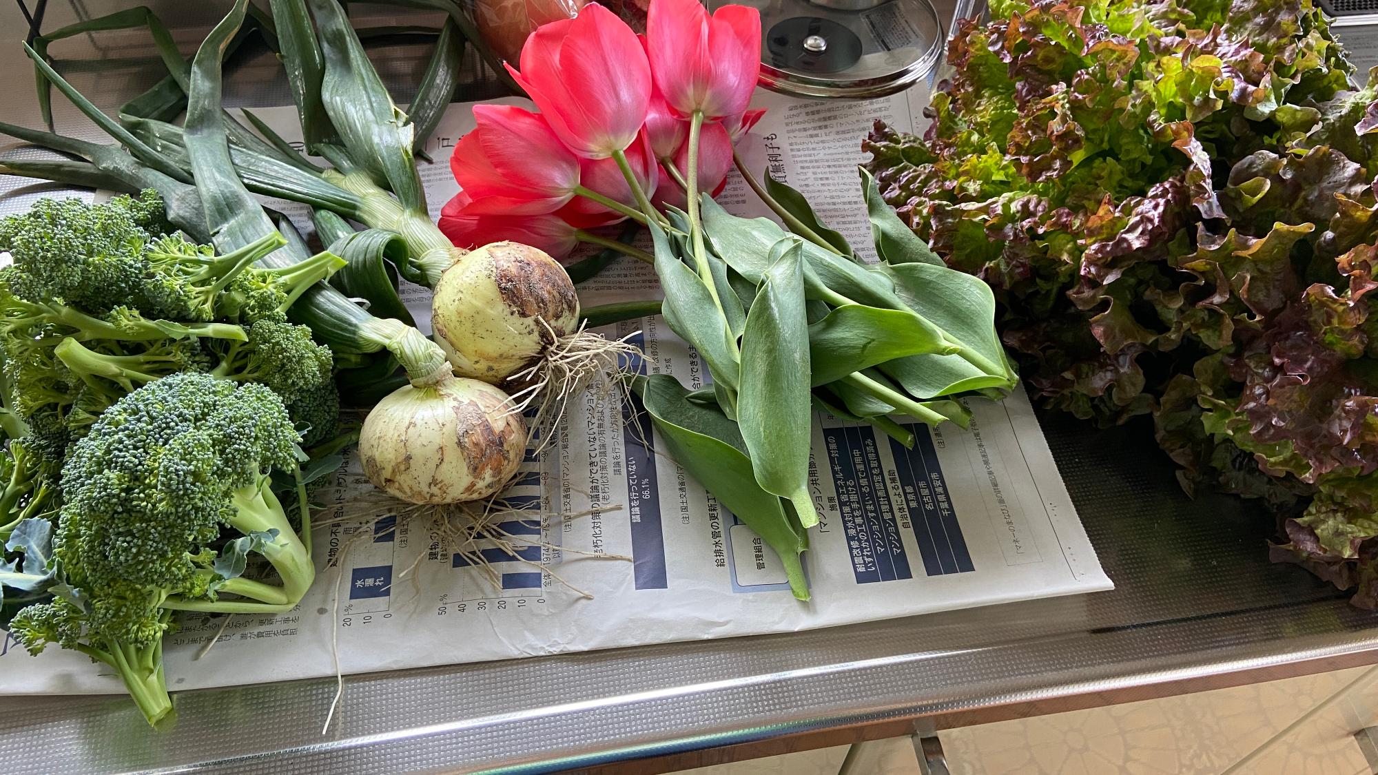 （地元の方からいただいたお野菜）