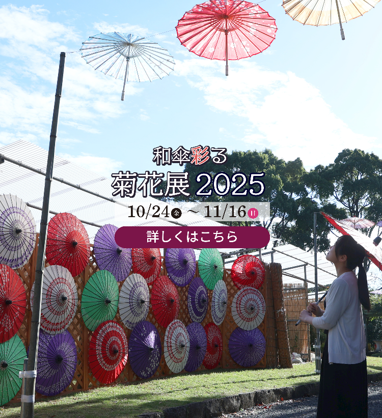和傘彩る菊花展2025
