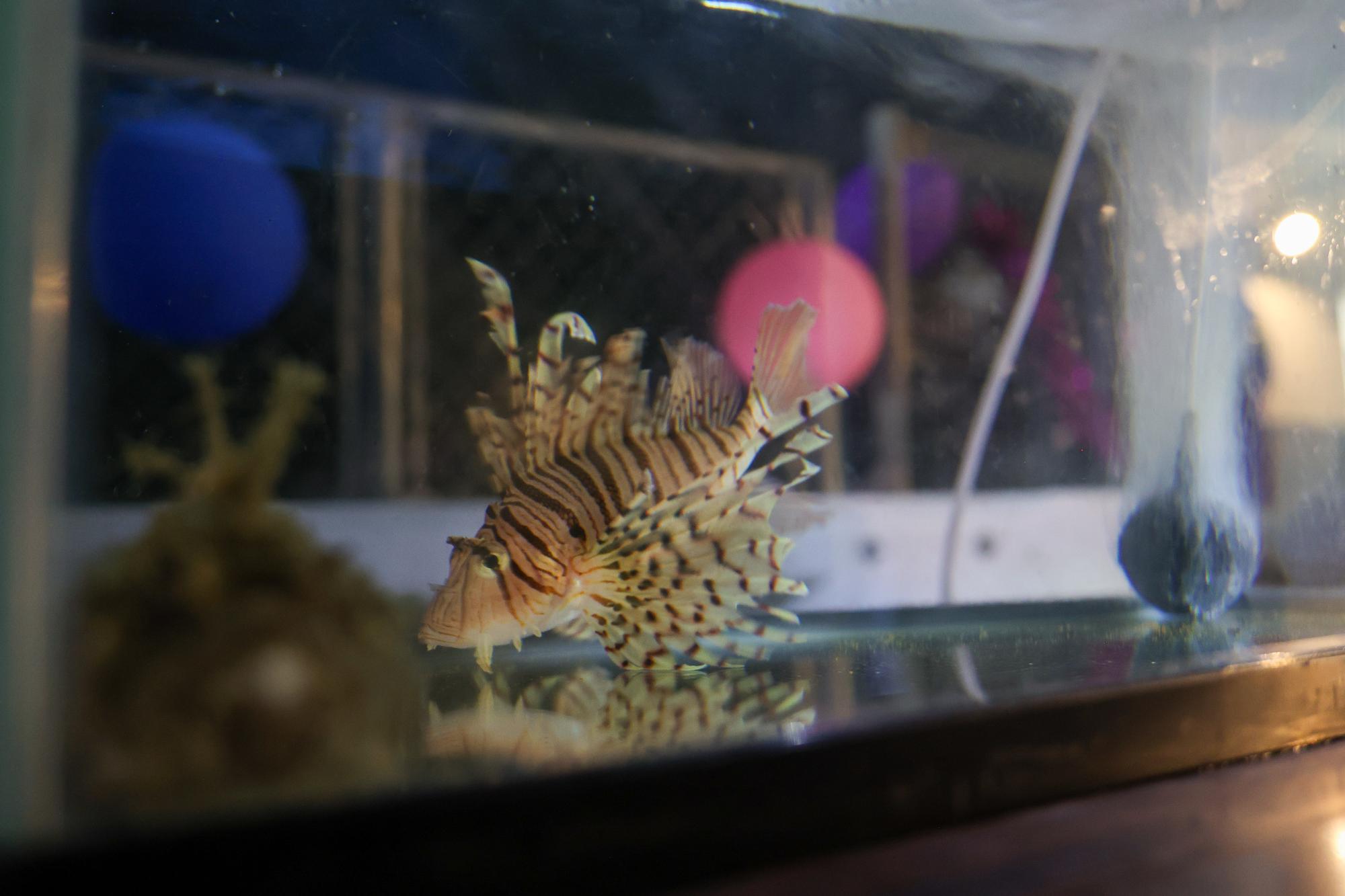 ちびっこ 釣り体験＆夜店