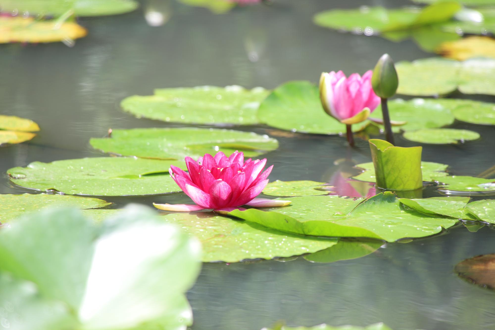 春　ハスの花