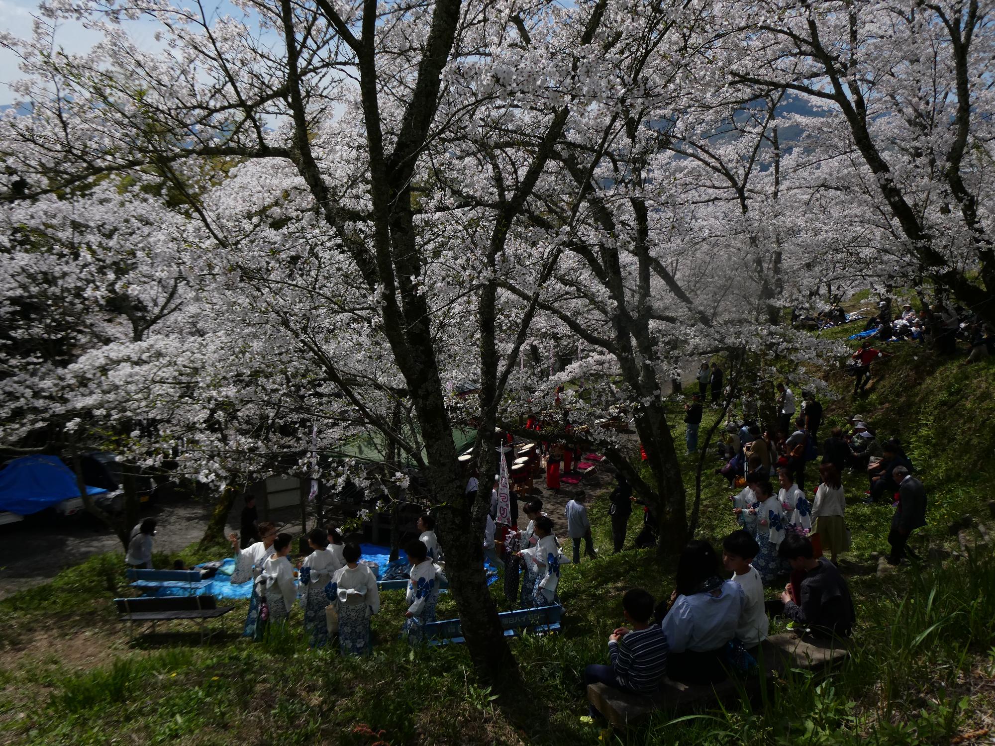 橋本市高野口公園桜まつり