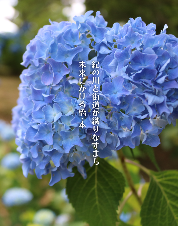 恋し野のあじさい