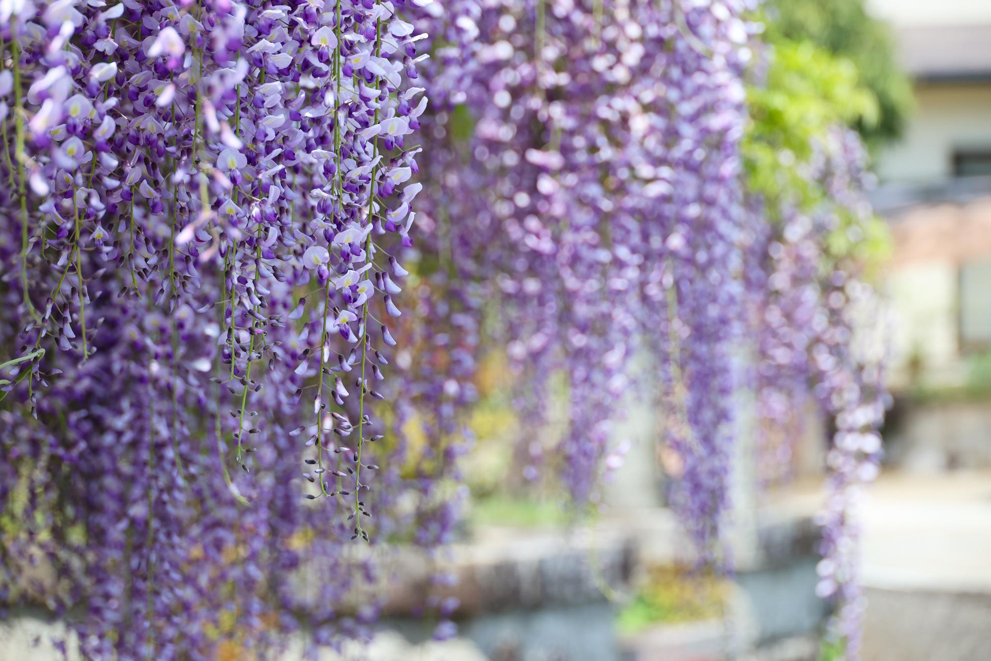 子安地蔵寺の藤