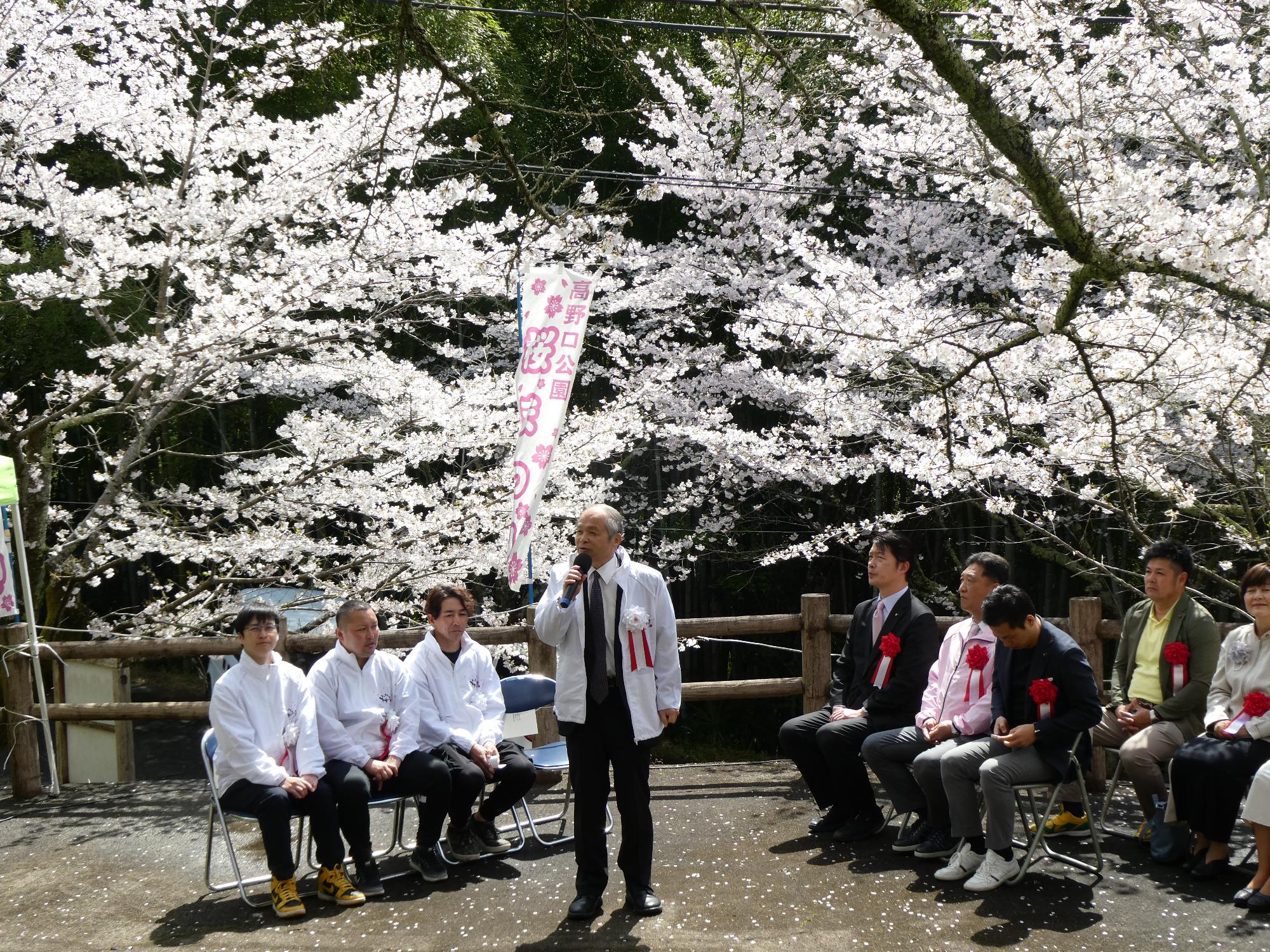 橋本市高野口公園桜まつり