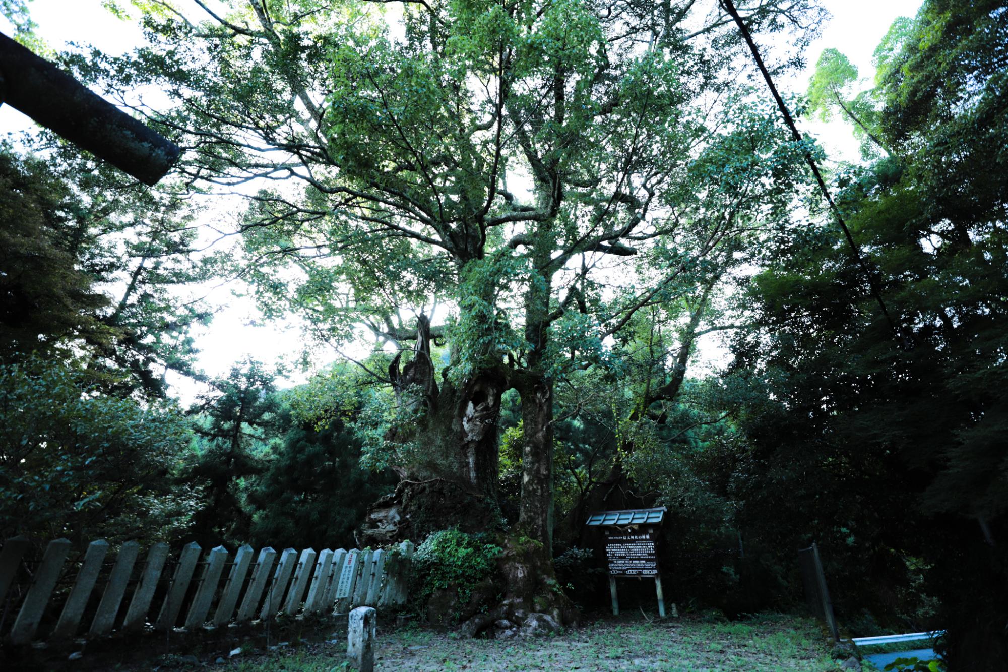 信太神社の樟樹