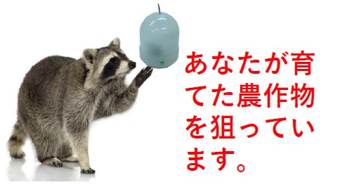 アライグマ