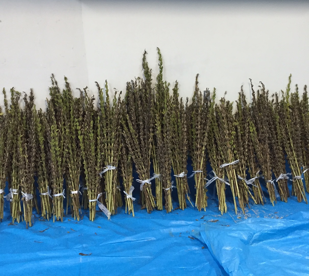 収穫された白ゴマ