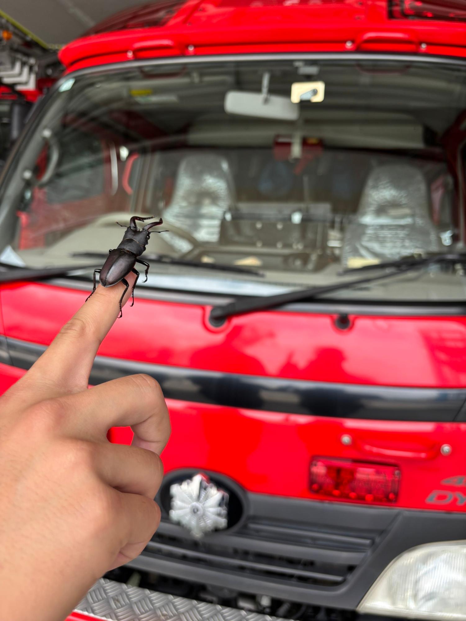ポンプ車とクワガタ