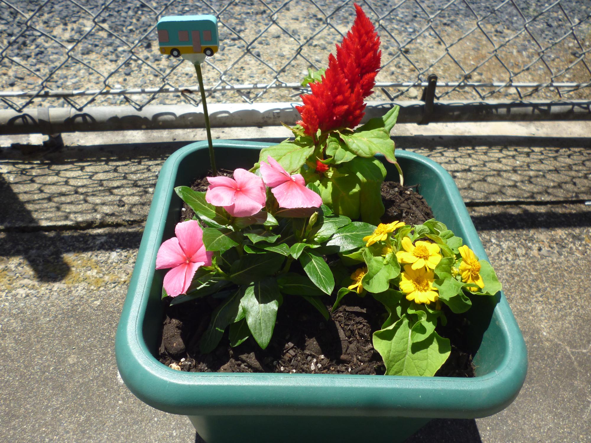 春の寄せ植え